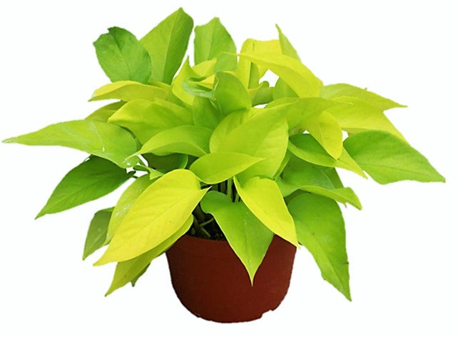 Neon Pothos - www.Greenie.ae Buy online Best and Healthy Plants and quality products guarantee in Dubai Plants Shop in Dubai Abu Dhabi all over UAE Plants near me Fresh Plants in Dubai where to buy plants in UAE - Greenie.ae