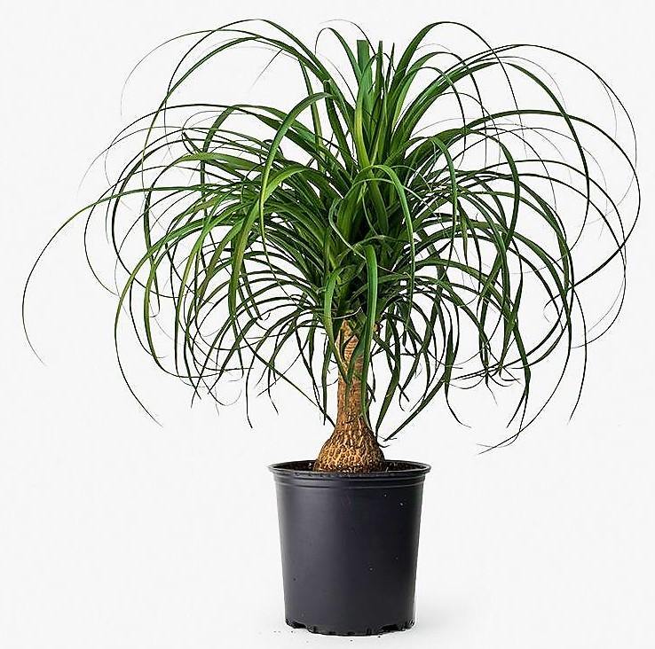 Elephant’s Foot, Beaucarnea Recurvata, Ponytail Palm - www.Greenie.ae Buy online Best and Healthy Plants and quality products guarantee in Dubai Plants Shop in Dubai Abu Dhabi all over UAE Plants near me Fresh Plants in Dubai where to buy plants in UAE - Greenie.ae