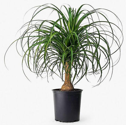 Elephant’s Foot, Beaucarnea Recurvata, Ponytail Palm - www.Greenie.ae Buy online Best and Healthy Plants and quality products guarantee in Dubai Plants Shop in Dubai Abu Dhabi all over UAE Plants near me Fresh Plants in Dubai where to buy plants in UAE - Greenie.ae