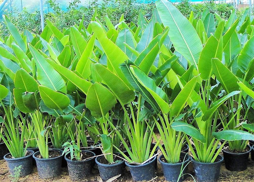 Ravenala Madagascariensis, Traveller’s Palm - www.Greenie.ae Buy online Best and Healthy Plants and quality products guarantee in Dubai Plants Shop in Dubai Abu Dhabi all over UAE Plants near me Fresh Plants in Dubai where to buy plants in UAE - Greenie.ae