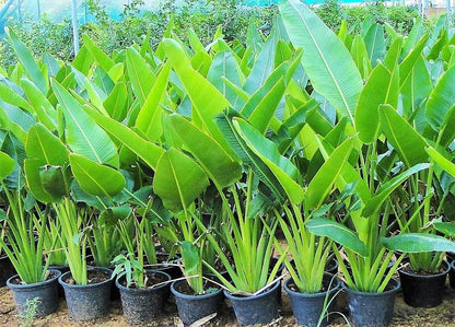 Ravenala Madagascariensis, Traveller’s Palm - www.Greenie.ae Buy online Best and Healthy Plants and quality products guarantee in Dubai Plants Shop in Dubai Abu Dhabi all over UAE Plants near me Fresh Plants in Dubai where to buy plants in UAE - Greenie.ae