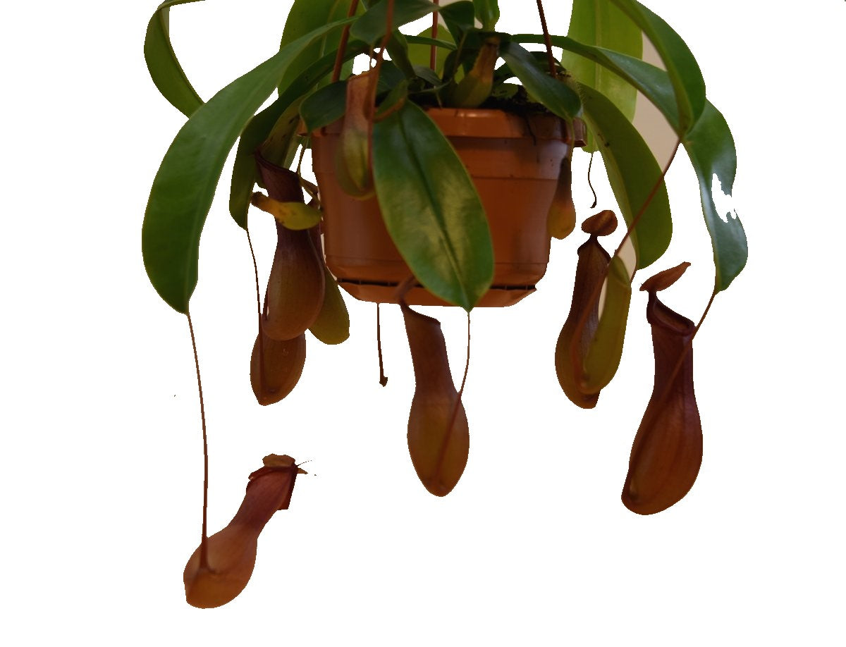 Monkey Jar , Nepenthes big - www.Greenie.ae Buy online Best and Healthy Plants and quality products guarantee in Dubai Plants Shop in Dubai Abu Dhabi all over UAE Plants near me Fresh Plants in Dubai where to buy plants in UAE - Greenie.ae