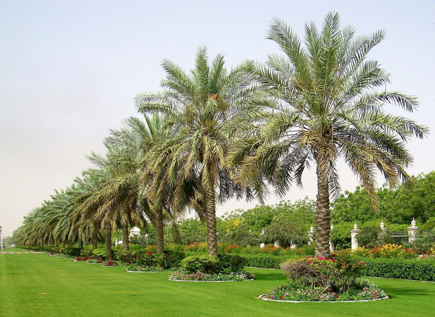 Date Palm, Phoenix Dactylifera - www.Greenie.ae Buy online Best and Healthy Plants and quality products guarantee in Dubai Plants Shop in Dubai Abu Dhabi all over UAE Plants near me Fresh Plants in Dubai where to buy plants in UAE - Greenie.ae