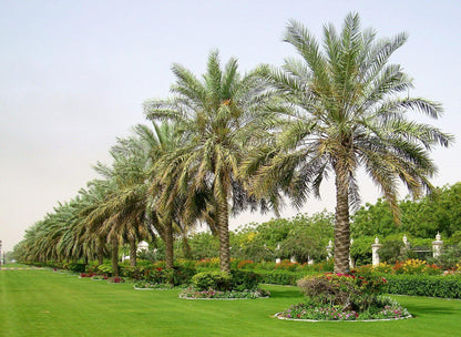 Date Palm, Phoenix Dactylifera - www.Greenie.ae Buy online Best and Healthy Plants and quality products guarantee in Dubai Plants Shop in Dubai Abu Dhabi all over UAE Plants near me Fresh Plants in Dubai where to buy plants in UAE - Greenie.ae