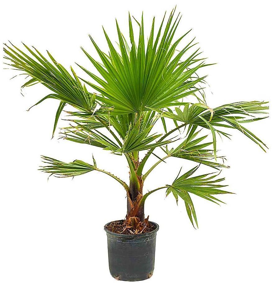 Mexican Fan Palm, Washingtonia Robusta - www.Greenie.ae Buy online Best and Healthy Plants and quality products guarantee in Dubai Plants Shop in Dubai Abu Dhabi all over UAE Plants near me Fresh Plants in Dubai where to buy plants in UAE - Greenie.ae