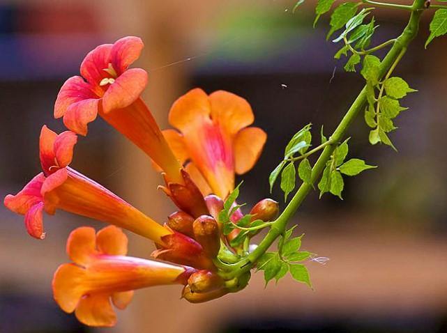 Campsis Radicans, Trumpet Vine - www.Greenie.ae Buy online Best and Healthy Plants and quality products guarantee in Dubai Plants Shop in Dubai Abu Dhabi all over UAE Plants near me Fresh Plants in Dubai where to buy plants in UAE - Greenie.ae