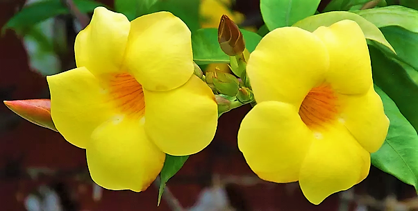 Allamanda Cathartica, Golden Trumpet - www.Greenie.ae Buy online Best and Healthy Plants and quality products guarantee in Dubai Plants Shop in Dubai Abu Dhabi all over UAE Plants near me Fresh Plants in Dubai where to buy plants in UAE - Greenie.ae
