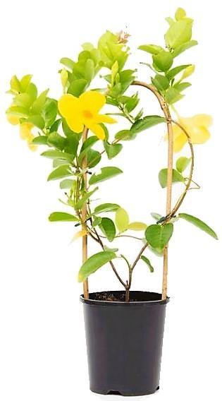 Yellow Bell Climber, Mandevilla Splendens - www.Greenie.ae Buy online Best and Healthy Plants and quality products guarantee in Dubai Plants Shop in Dubai Abu Dhabi all over UAE Plants near me Fresh Plants in Dubai where to buy plants in UAE - Greenie.ae