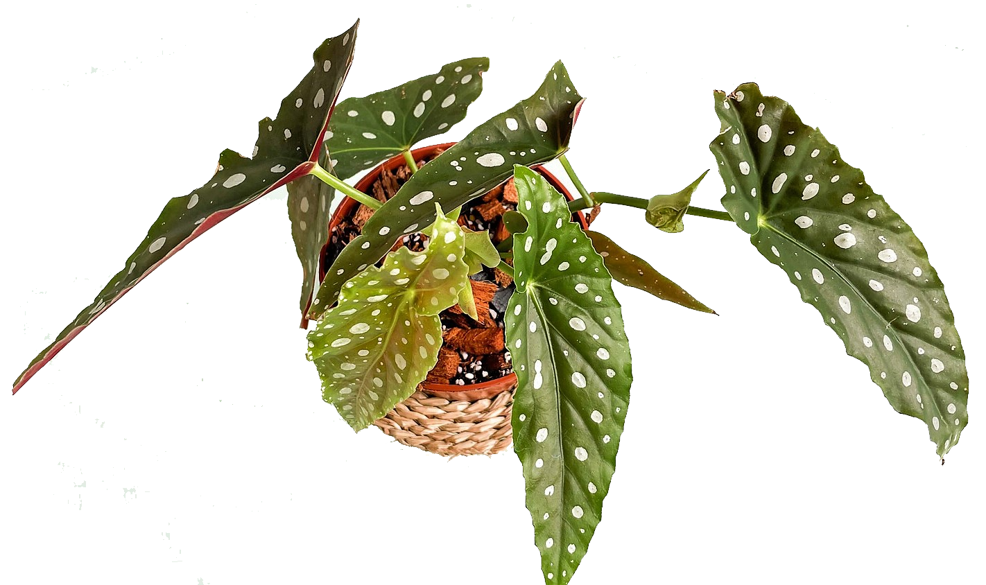 Polka Dot begonia, Begonia Maculata - www.Greenie.ae Buy online Best and Healthy Plants and quality products guarantee in Dubai Plants Shop in Dubai Abu Dhabi all over UAE Plants near me Fresh Plants in Dubai where to buy plants in UAE - Greenie.ae