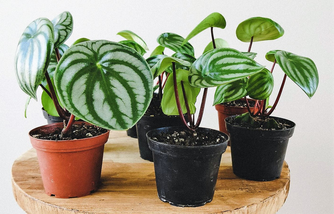 Watermelon Peperomia, Peperomia Argyreia - www.Greenie.ae Buy online Best and Healthy Plants and quality products guarantee in Dubai Plants Shop in Dubai Abu Dhabi all over UAE Plants near me Fresh Plants in Dubai where to buy plants in UAE - Greenie.ae