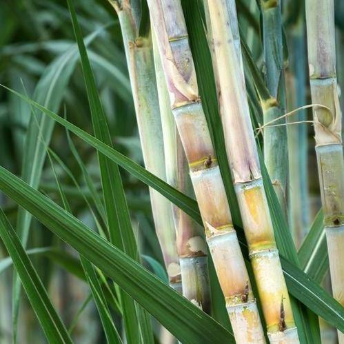 Saccharum Officinarum, Sugarcane, قصب السكر - www.Greenie.ae Buy online Best and Healthy Plants and quality products guarantee in Dubai Plants Shop in Dubai Abu Dhabi all over UAE Plants near me Fresh Plants in Dubai where to buy plants in UAE - Greenie.ae