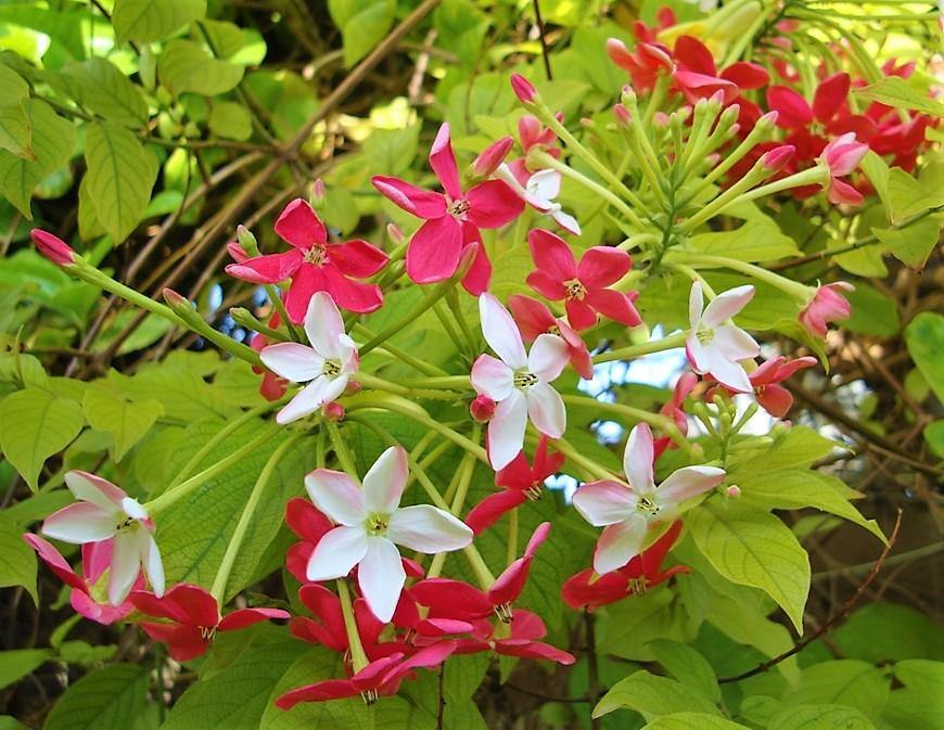 Rangoon Creeper , Quisqualis Indica, Red Jasmine - www.Greenie.ae Buy online Best and Healthy Plants and quality products guarantee in Dubai Plants Shop in Dubai Abu Dhabi all over UAE Plants near me Fresh Plants in Dubai where to buy plants in UAE - Greenie.ae