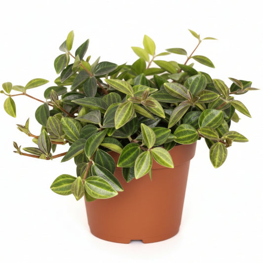Green Leaf Peperomia , Peperomia Angulate - www.Greenie.ae Buy online Best and Healthy Plants and quality products guarantee in Dubai Plants Shop in Dubai Abu Dhabi all over UAE Plants near me Fresh Plants in Dubai where to buy plants in UAE - Greenie.ae