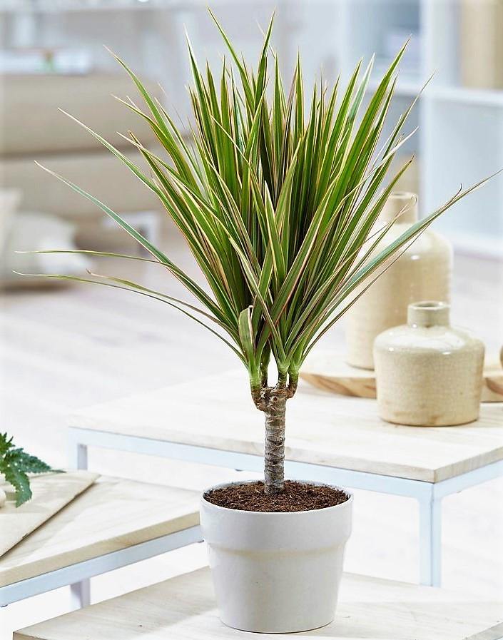 Dracaena Draco, Drago, Dragon Tree - www.Greenie.ae Buy online Best and Healthy Plants and quality products guarantee in Dubai Plants Shop in Dubai Abu Dhabi all over UAE Plants near me Fresh Plants in Dubai where to buy plants in UAE - Greenie.ae