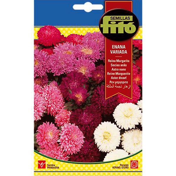 Aster Dwarf Queen Mixed Seeds - www.Greenie.ae Buy online Best and Healthy Plants and quality products guarantee in Dubai Plants Shop in Dubai Abu Dhabi all over UAE Plants near me Fresh Plants in Dubai where to buy plants in UAE - Greenie.ae