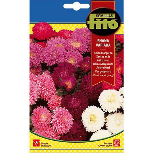 Aster Dwarf Queen Mixed Seeds - www.Greenie.ae Buy online Best and Healthy Plants and quality products guarantee in Dubai Plants Shop in Dubai Abu Dhabi all over UAE Plants near me Fresh Plants in Dubai where to buy plants in UAE - Greenie.ae