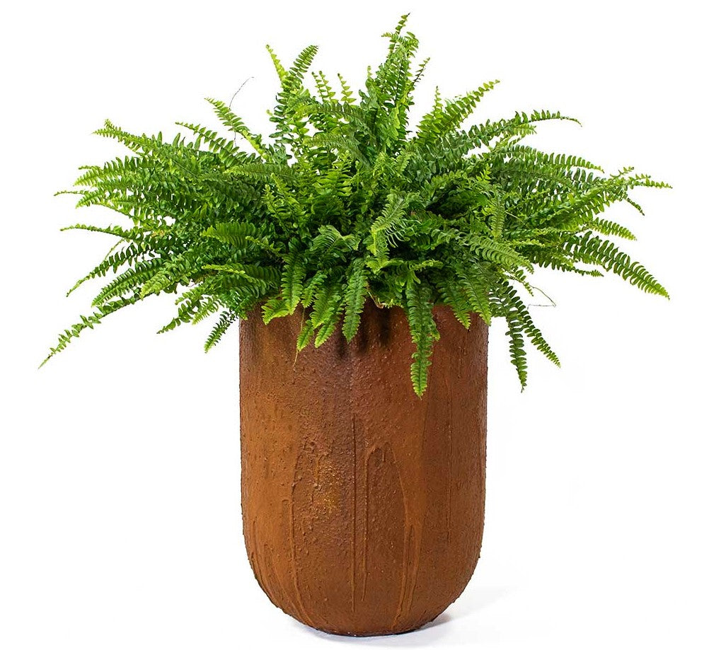 Nephrolepis exaltata, Green Lady, Boston Fern or Sword Fern - www.Greenie.ae Buy online Best and Healthy Plants and quality products guarantee in Dubai Plants Shop in Dubai Abu Dhabi all over UAE Plants near me Fresh Plants in Dubai where to buy plants in UAE - Greenie.ae