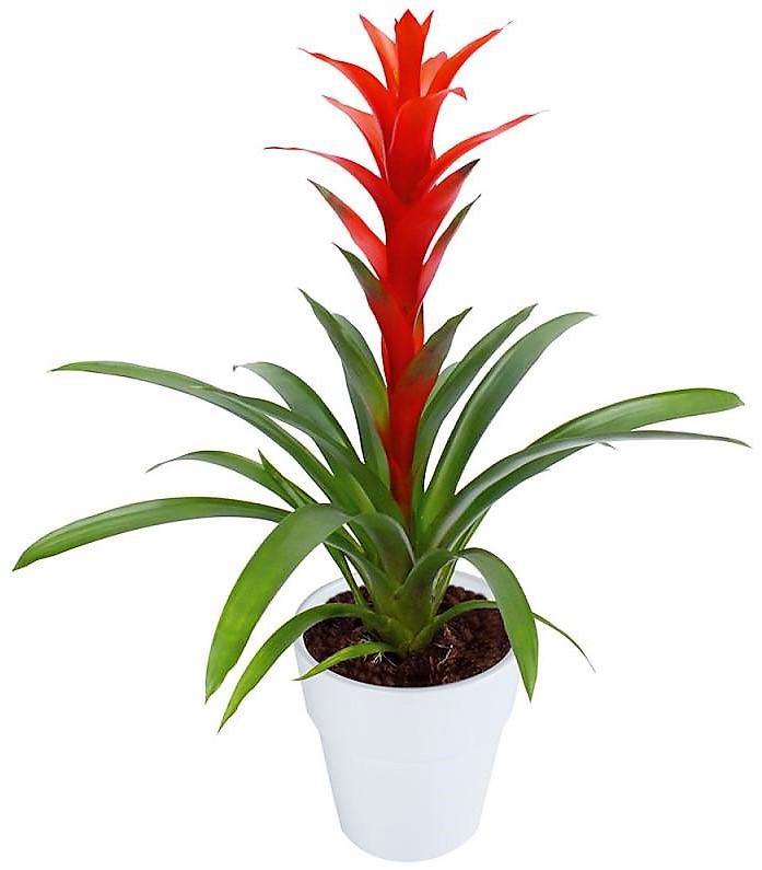 Guzmania Red Yellow Orange Plants, Scarlet Star - www.Greenie.ae Buy online Best and Healthy Plants and quality products guarantee in Dubai Plants Shop in Dubai Abu Dhabi all over UAE Plants near me Fresh Plants in Dubai where to buy plants in UAE - Greenie.ae