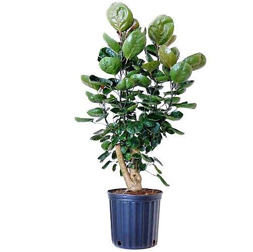Aralia Fabian, Polyscias Fabian - www.Greenie.ae Buy online Best and Healthy Plants and quality products guarantee in Dubai Plants Shop in Dubai Abu Dhabi all over UAE Plants near me Fresh Plants in Dubai where to buy plants in UAE - Greenie.ae