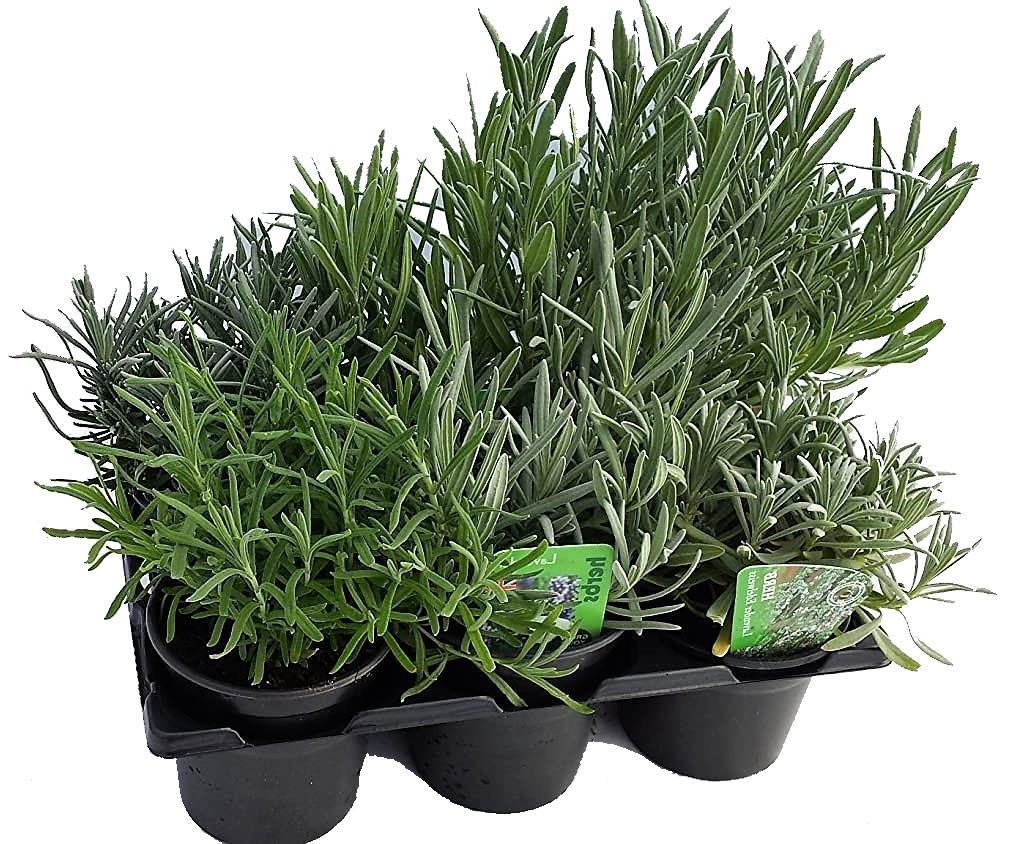 lavender plant dubai Lavender Herb, Lavandula Dentata