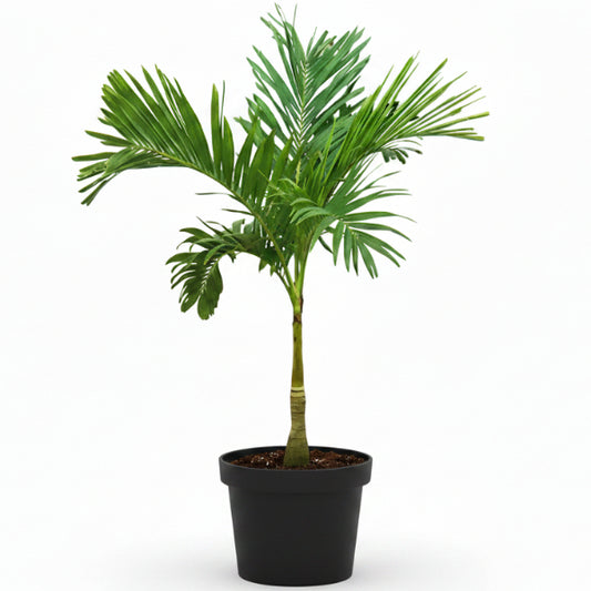 Manila Palm, Veitchia Merrillii - www.Greenie.ae Buy online Best and Healthy Plants and quality products guarantee in Dubai Plants Shop in Dubai Abu Dhabi all over UAE Plants near me Fresh Plants in Dubai where to buy plants in UAE - Greenie.ae
