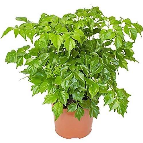 China Doll Plant - www.Greenie.ae Buy online Best and Healthy Plants and quality products guarantee in Dubai Plants Shop in Dubai Abu Dhabi all over UAE Plants near me Fresh Plants in Dubai where to buy plants in UAE - Greenie.ae