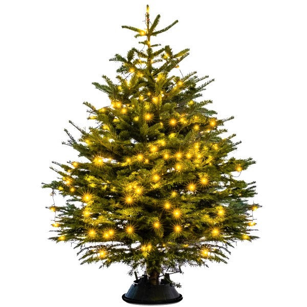Real Christmas tree, Nordmann fir, Caucasian fir - www.Greenie.ae Buy online Best and Healthy Plants and quality products guarantee in Dubai Plants Shop in Dubai Abu Dhabi all over UAE Plants near me Fresh Plants in Dubai where to buy plants in UAE - Greenie.ae
