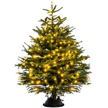 Real Christmas tree, Nordmann fir, Caucasian fir - www.Greenie.ae Buy online Best and Healthy Plants and quality products guarantee in Dubai Plants Shop in Dubai Abu Dhabi all over UAE Plants near me Fresh Plants in Dubai where to buy plants in UAE - Greenie.ae