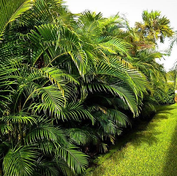 areca palm dubai Areca Palm , Chrysalidocarpus lutescens (Outdoor)