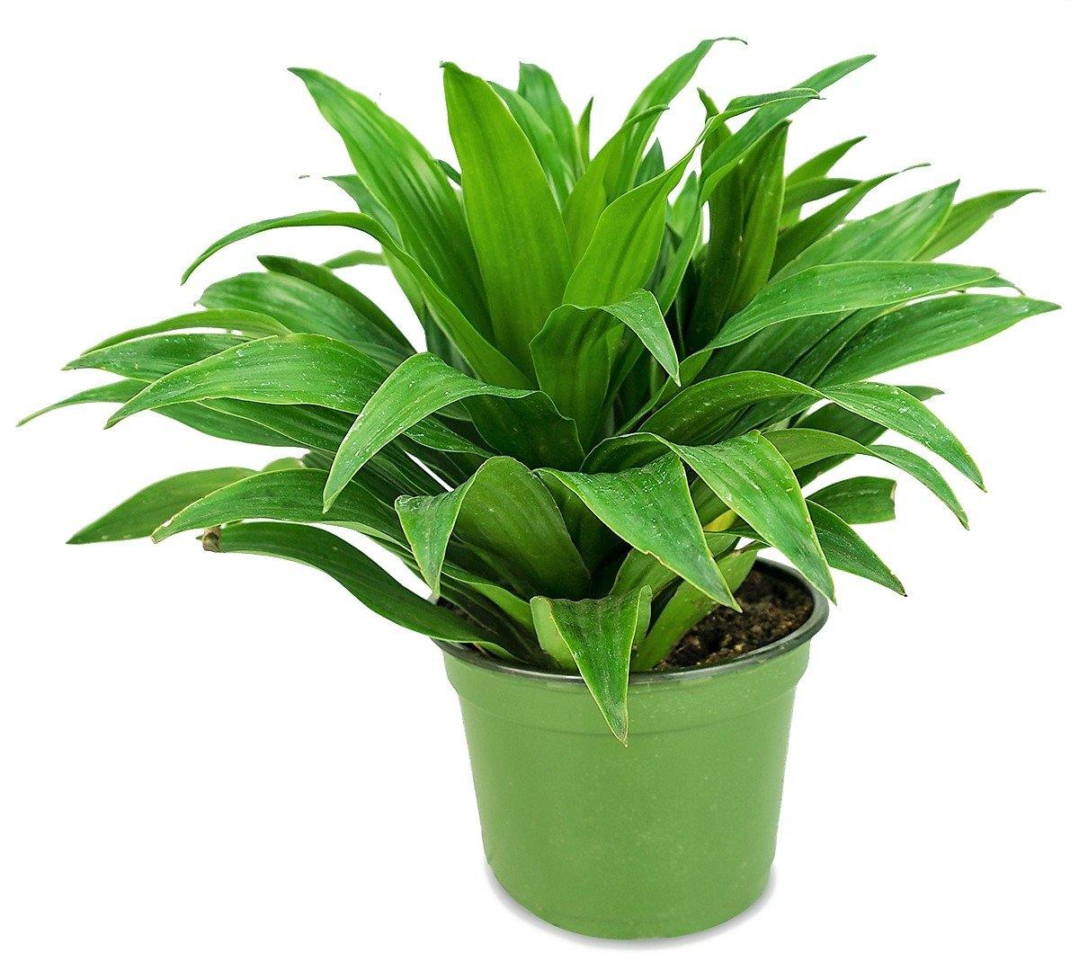 Dracaena Compacta Small - www.Greenie.ae Buy online Best and Healthy Plants and quality products guarantee in Dubai Plants Shop in Dubai Abu Dhabi all over UAE Plants near me Fresh Plants in Dubai where to buy plants in UAE - Greenie.ae