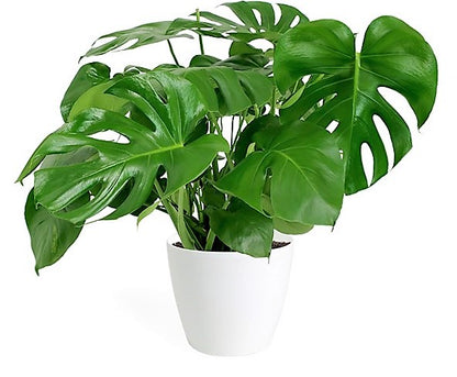 Swiss Cheese Plant, Monstera Deliciosa , The Hurricane - www.Greenie.ae Buy online Best and Healthy Plants and quality products guarantee in Dubai Plants Shop in Dubai Abu Dhabi all over UAE Plants near me Fresh Plants in Dubai where to buy plants in UAE - Greenie.ae