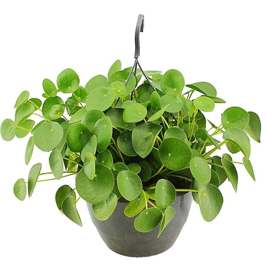 Chinese Money Plant, Pilea Peperomioides - www.Greenie.ae Buy online Best and Healthy Plants and quality products guarantee in Dubai Plants Shop in Dubai Abu Dhabi all over UAE Plants near me Fresh Plants in Dubai where to buy plants in UAE - Greenie.ae