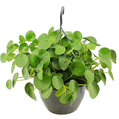 Chinese Money Plant, Pilea Peperomioides - www.Greenie.ae Buy online Best and Healthy Plants and quality products guarantee in Dubai Plants Shop in Dubai Abu Dhabi all over UAE Plants near me Fresh Plants in Dubai where to buy plants in UAE - Greenie.ae