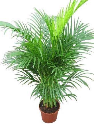 areca palm dubai Areca Palm Chrysalidocarpus lutescens Buy online Dubai UAE