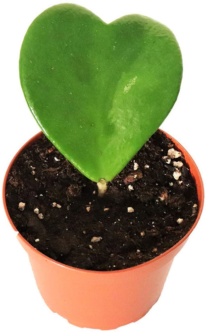 Lucky Heart, Hoya Kerrii - www.Greenie.ae Buy online Best and Healthy Plants and quality products guarantee in Dubai Plants Shop in Dubai Abu Dhabi all over UAE Plants near me Fresh Plants in Dubai where to buy plants in UAE - Greenie.ae