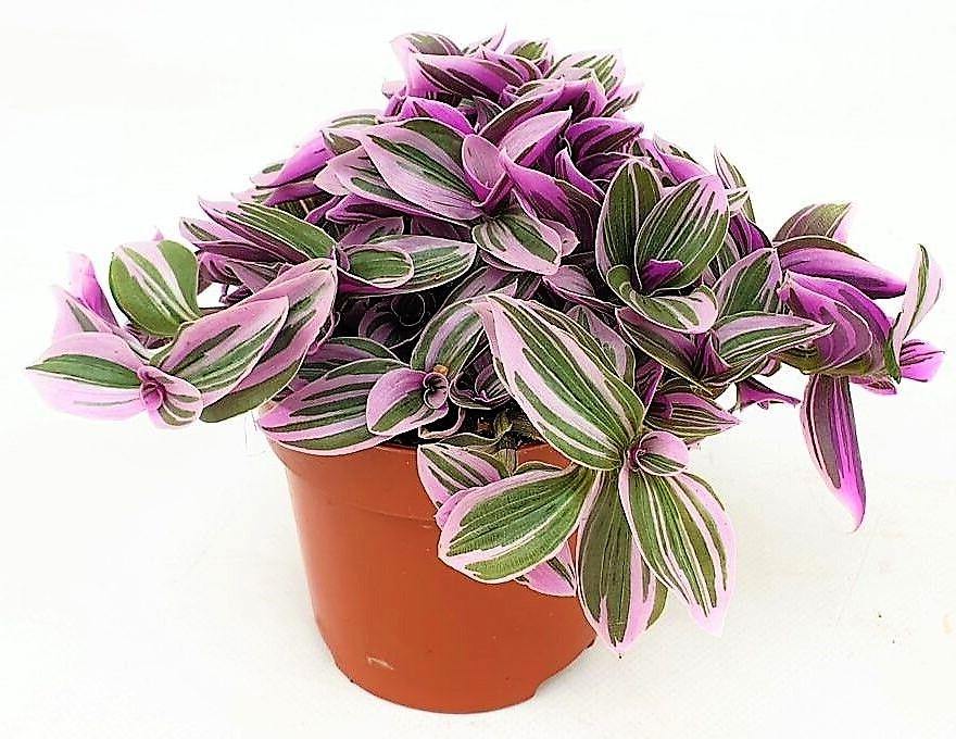 Fantasy Venice, Tradescantia Nanouk - www.Greenie.ae Buy online Best and Healthy Plants and quality products guarantee in Dubai Plants Shop in Dubai Abu Dhabi all over UAE Plants near me Fresh Plants in Dubai where to buy plants in UAE - Greenie.ae