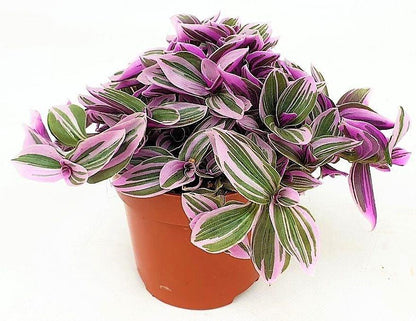 Fantasy Venice, Tradescantia Nanouk - www.Greenie.ae Buy online Best and Healthy Plants and quality products guarantee in Dubai Plants Shop in Dubai Abu Dhabi all over UAE Plants near me Fresh Plants in Dubai where to buy plants in UAE - Greenie.ae