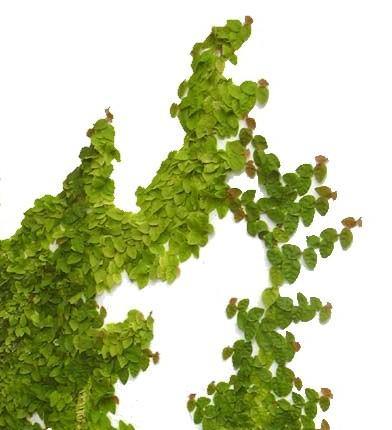 Climbing Fig, Ficus Pumila - www.Greenie.ae Buy online Best and Healthy Plants and quality products guarantee in Dubai Plants Shop in Dubai Abu Dhabi all over UAE Plants near me Fresh Plants in Dubai where to buy plants in UAE - Greenie.ae