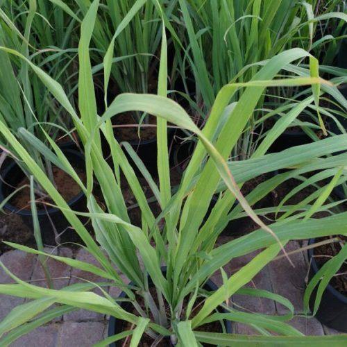 Lemon Grass, Cymbopogon Citratus - www.Greenie.ae Buy online Best and Healthy Plants and quality products guarantee in Dubai Plants Shop in Dubai Abu Dhabi all over UAE Plants near me Fresh Plants in Dubai where to buy plants in UAE - Greenie.ae