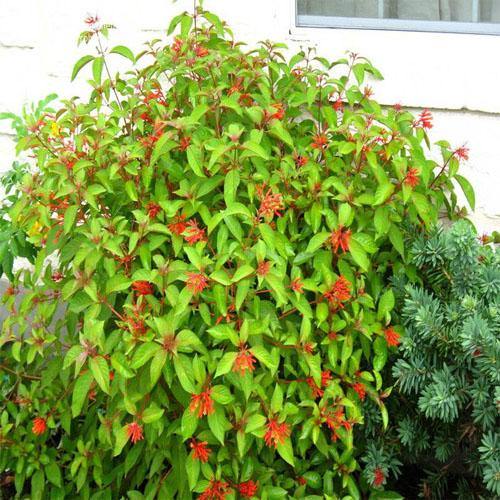 Fire Bush, Hamelia Patens - www.Greenie.ae Buy online Best and Healthy Plants and quality products guarantee in Dubai Plants Shop in Dubai Abu Dhabi all over UAE Plants near me Fresh Plants in Dubai where to buy plants in UAE - Greenie.ae