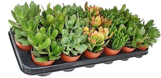 Crassula Mix - www.Greenie.ae Buy online Best and Healthy Plants and quality products guarantee in Dubai Plants Shop in Dubai Abu Dhabi all over UAE Plants near me Fresh Plants in Dubai where to buy plants in UAE - Greenie.ae