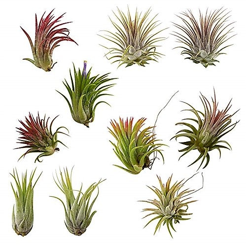 Tillandsia Lonantha Red Clumb - www.Greenie.ae Buy online Best and Healthy Plants and quality products guarantee in Dubai Plants Shop in Dubai Abu Dhabi all over UAE Plants near me Fresh Plants in Dubai where to buy plants in UAE - Greenie.ae