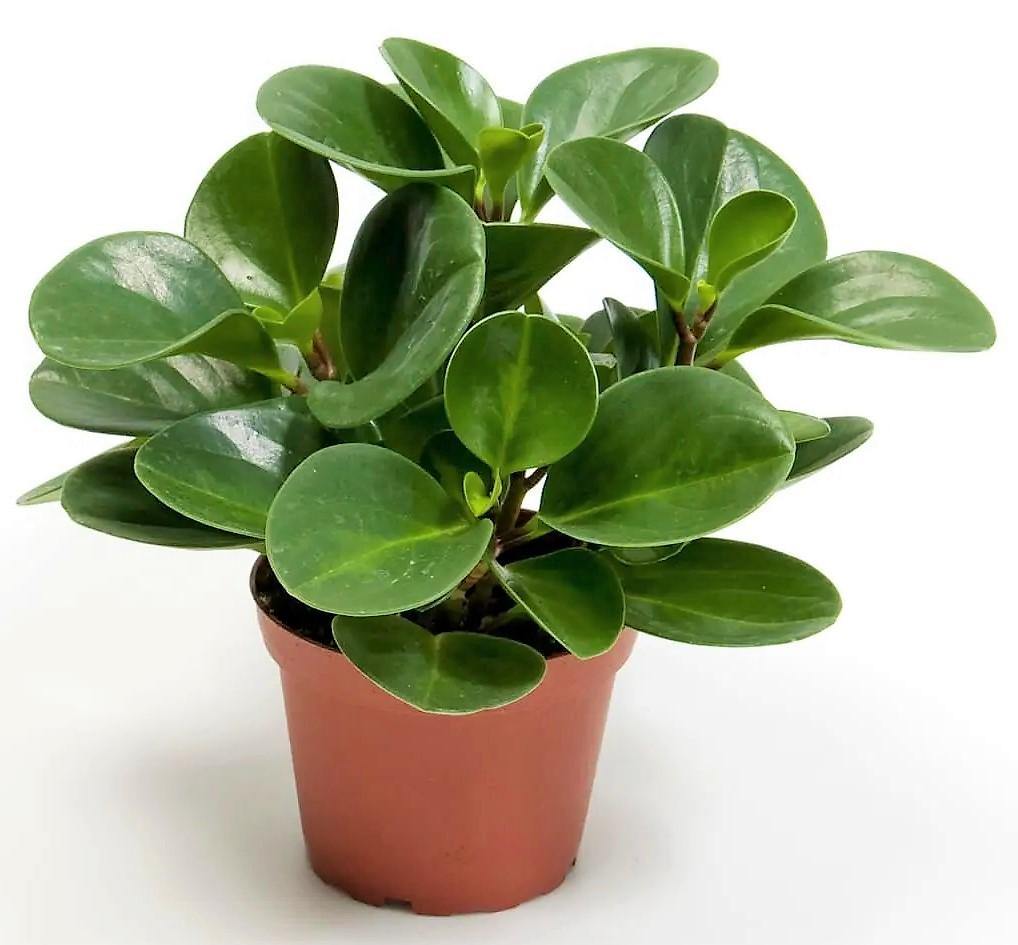 Baby Rubber, Pepper face, Peperomia Obtusifolia - www.Greenie.ae Buy online Best and Healthy Plants and quality products guarantee in Dubai Plants Shop in Dubai Abu Dhabi all over UAE Plants near me Fresh Plants in Dubai where to buy plants in UAE - Greenie.ae