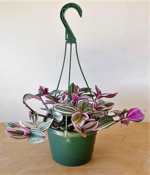 Fantasy Venice, Tradescantia Nanouk - www.Greenie.ae Buy online Best and Healthy Plants and quality products guarantee in Dubai Plants Shop in Dubai Abu Dhabi all over UAE Plants near me Fresh Plants in Dubai where to buy plants in UAE - Greenie.ae