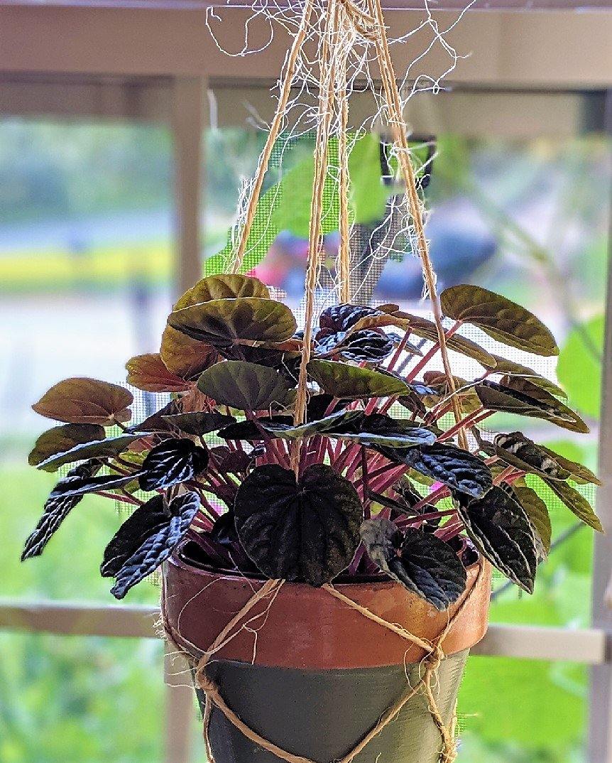 Peperomia Red Luna - www.Greenie.ae Buy online Best and Healthy Plants and quality products guarantee in Dubai Plants Shop in Dubai Abu Dhabi all over UAE Plants near me Fresh Plants in Dubai where to buy plants in UAE - Greenie.ae
