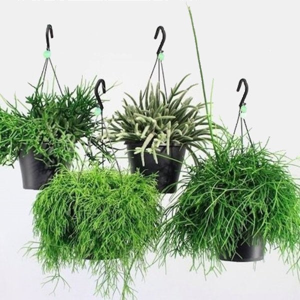 Rhipsalis mix - www.Greenie.ae Buy online Best and Healthy Plants and quality products guarantee in Dubai Plants Shop in Dubai Abu Dhabi all over UAE Plants near me Fresh Plants in Dubai where to buy plants in UAE - Greenie.ae