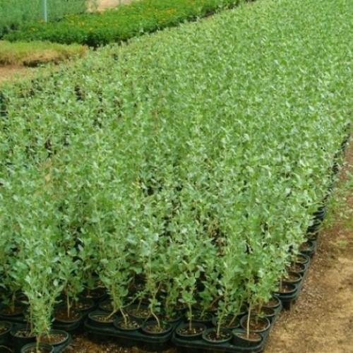 Atriplex halimus, Salt Bush - www.Greenie.ae Buy online Best and Healthy Plants and quality products guarantee in Dubai Plants Shop in Dubai Abu Dhabi all over UAE Plants near me Fresh Plants in Dubai where to buy plants in UAE - Greenie.ae