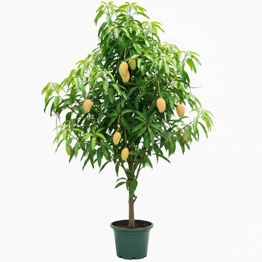 Mangifera indica, Mango Tree - www.Greenie.ae Buy online Best and Healthy Plants and quality products guarantee in Dubai Plants Shop in Dubai Abu Dhabi all over UAE Plants near me Fresh Plants in Dubai where to buy plants in UAE - Greenie.ae