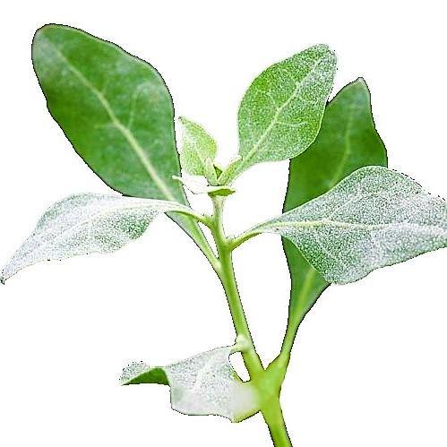 Atriplex halimus, Salt Bush - www.Greenie.ae Buy online Best and Healthy Plants and quality products guarantee in Dubai Plants Shop in Dubai Abu Dhabi all over UAE Plants near me Fresh Plants in Dubai where to buy plants in UAE - Greenie.ae