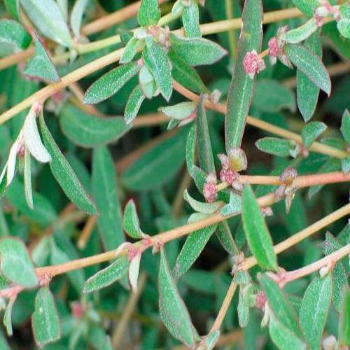 Atriplex semibaccata, Salt Bush - www.Greenie.ae Buy online Best and Healthy Plants and quality products guarantee in Dubai Plants Shop in Dubai Abu Dhabi all over UAE Plants near me Fresh Plants in Dubai where to buy plants in UAE - Greenie.ae